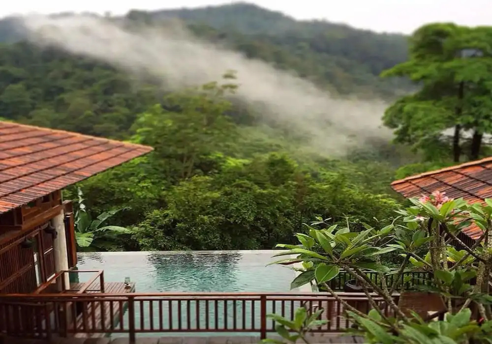 The Shorea