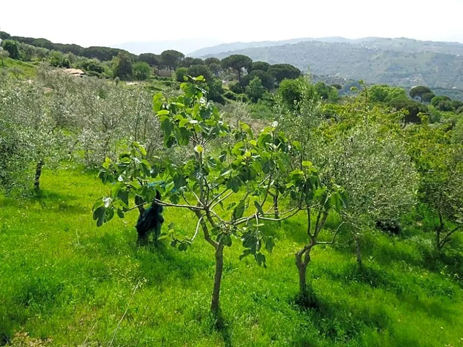 Casa Allorello