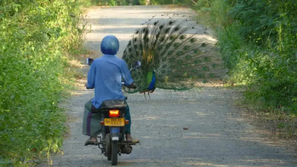 Peacock Family Stay
