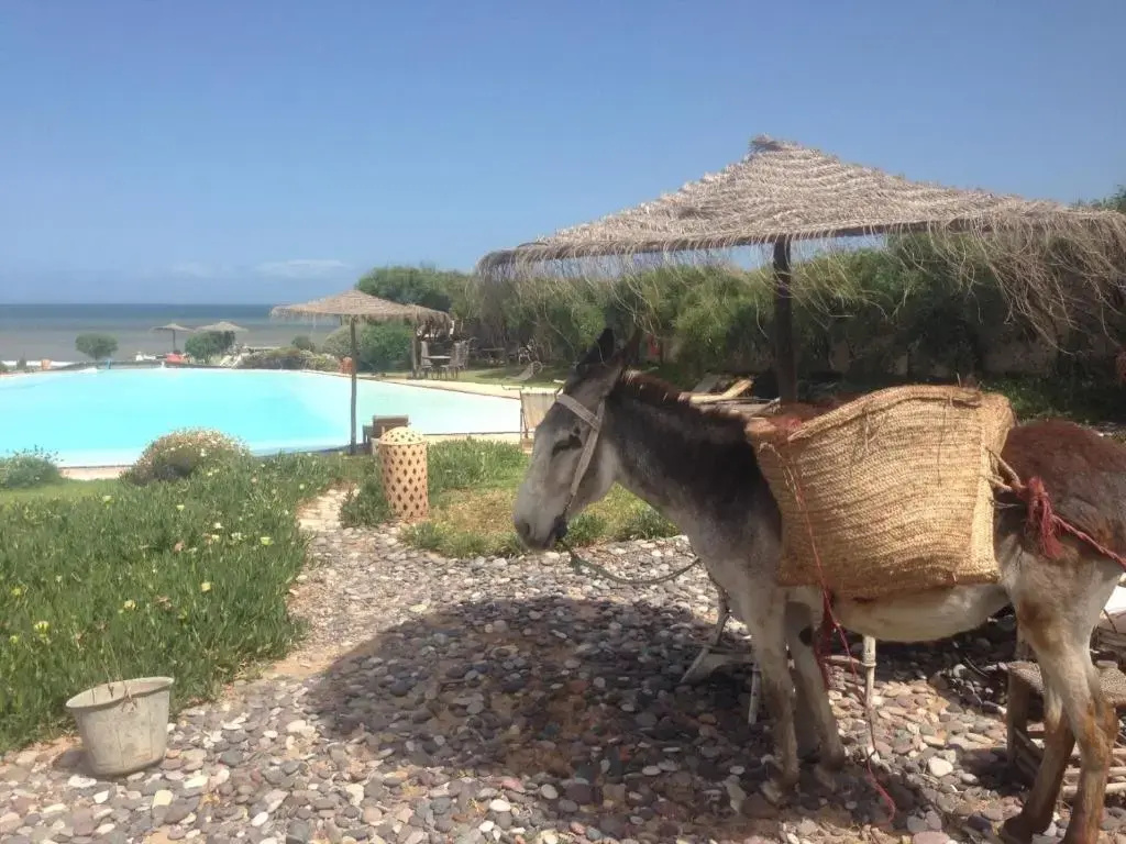 Dar Danse, the Bubble on the Beach