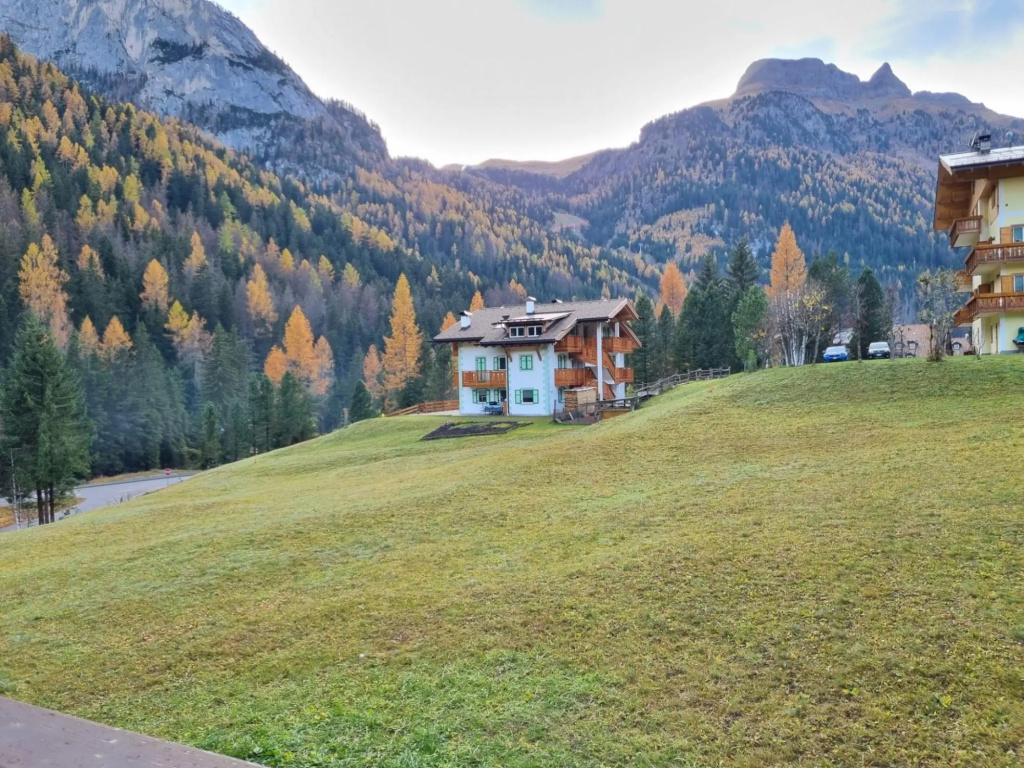 Genziana in Penia di Canazei-113 Dolomiti Genziana
