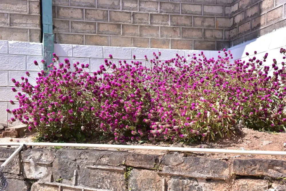 Grand peak tea garden hotel