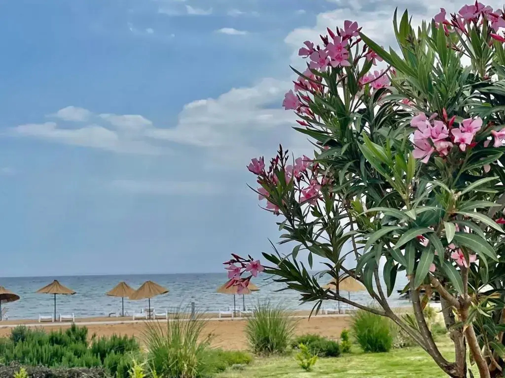 Relaxing Studio by the Sea