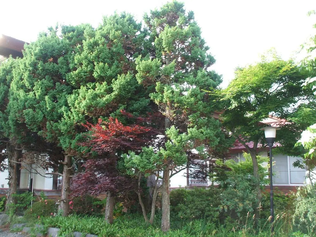 Annex Fujiya Ryokan