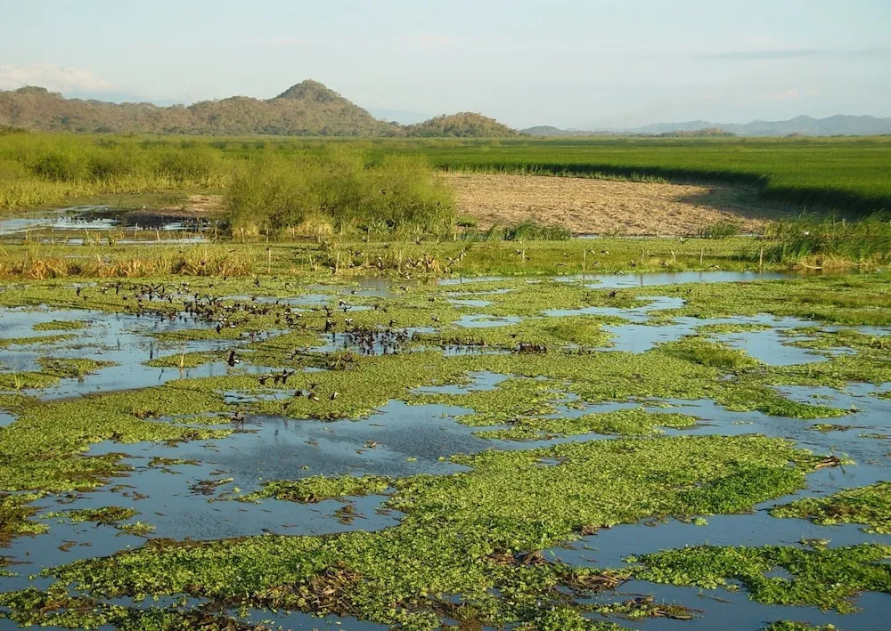 Palo Verde Biological Station