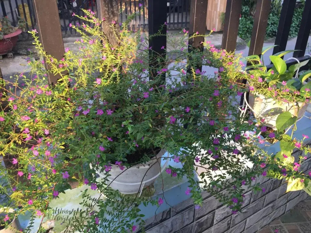 HÒANG HÔN HOMESTAY