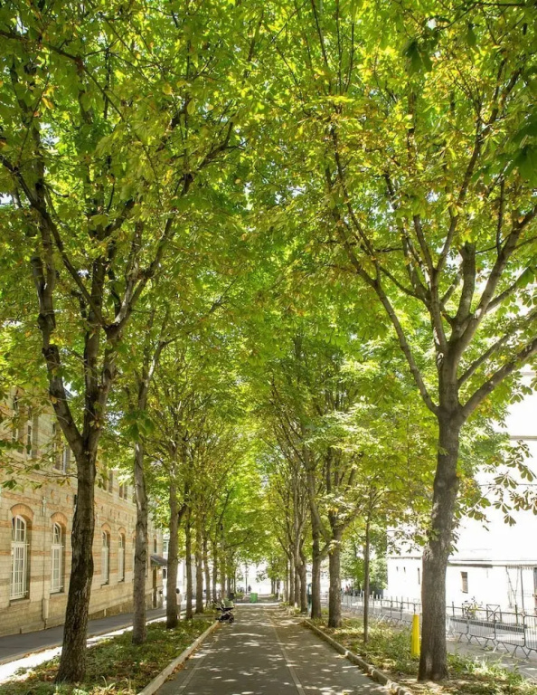 Haussmann Style in the 15th