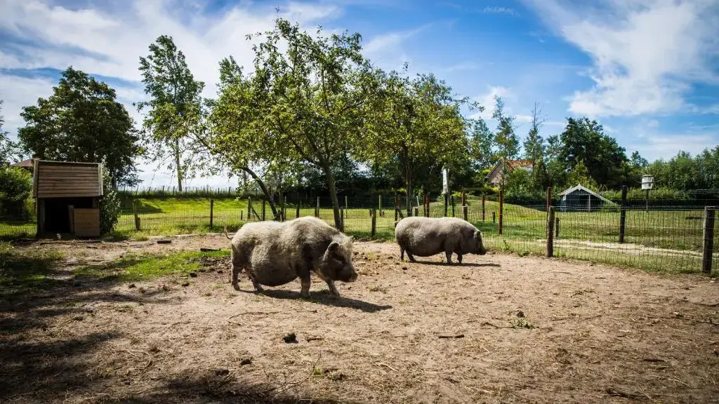 Welcome in - Vakantiehuizen 2 & 4 personen in natuurgebied Oranjezon I Kon Emmaweg 26, Vrouwenpolder