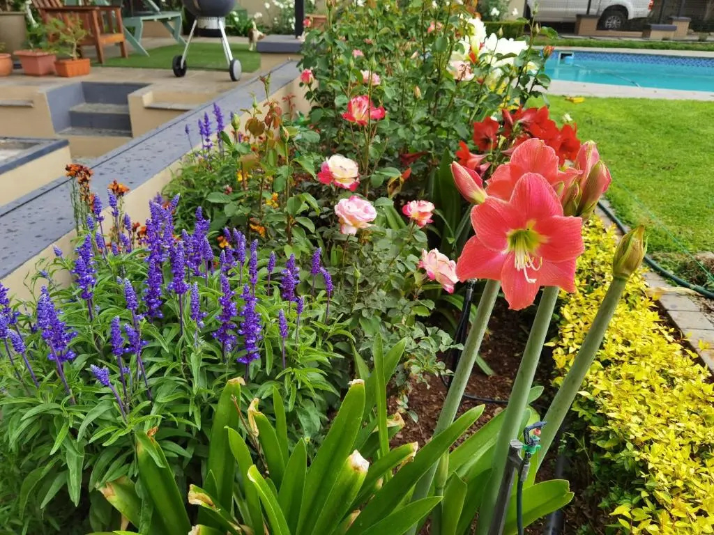 Bella Rosa