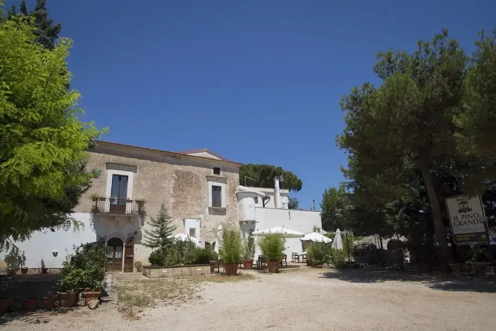 MASSERIA CITULO Il Pino grande