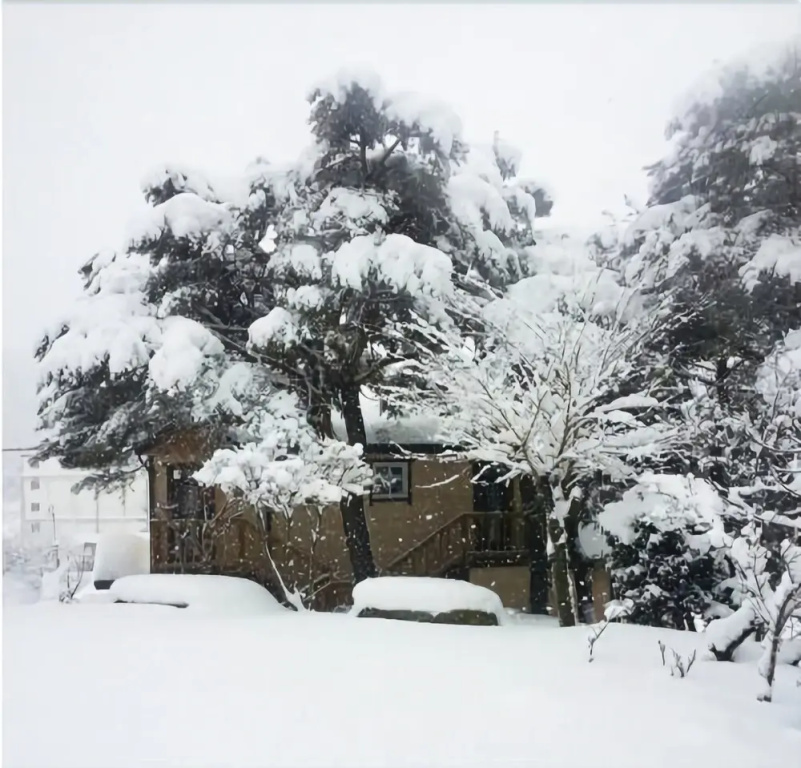 Gangneung Pine & Cinnamon Tree Pension