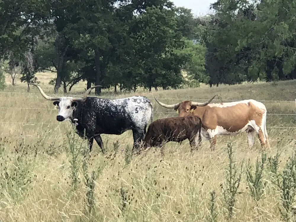 Wild Arrow Ranch