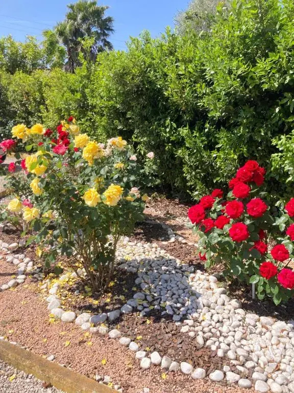 La Rosa del lago