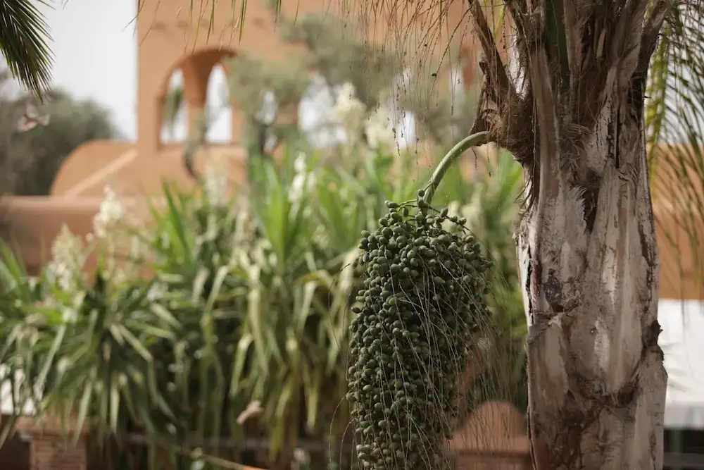 Dar Gonzo Resort & Spa