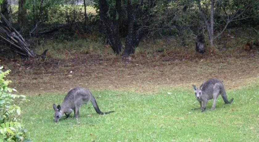 Wombatalla