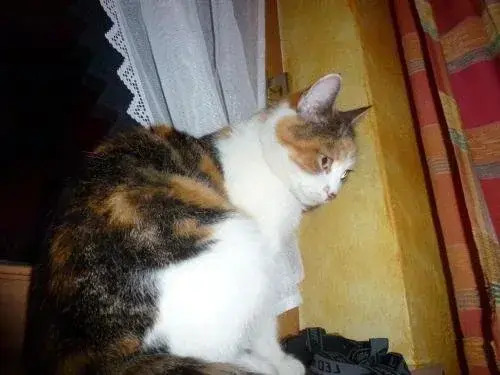 Ferienwohnung Steinlehen