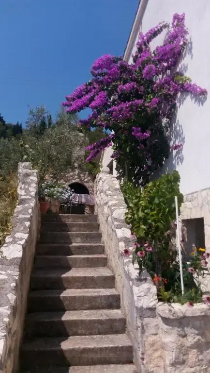 Apartments Rosa