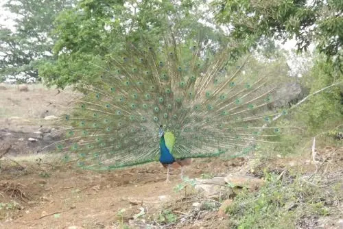 Buddika Safari & Resort