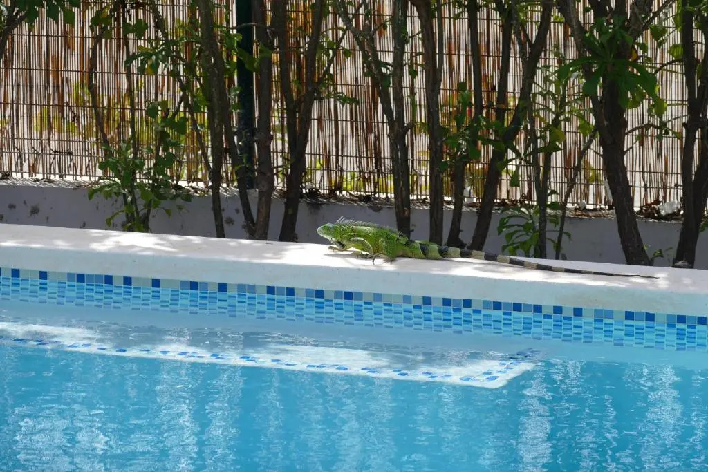 Villa de Mango