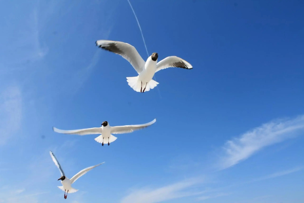 Strandmöwe 2