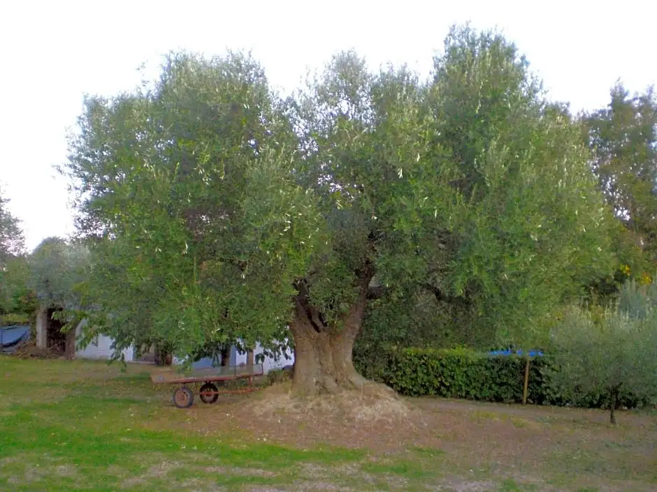 Trecentolivi B&b