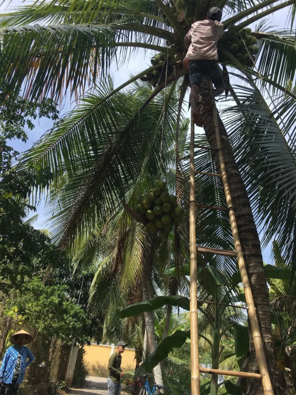 Coco Happy Farm