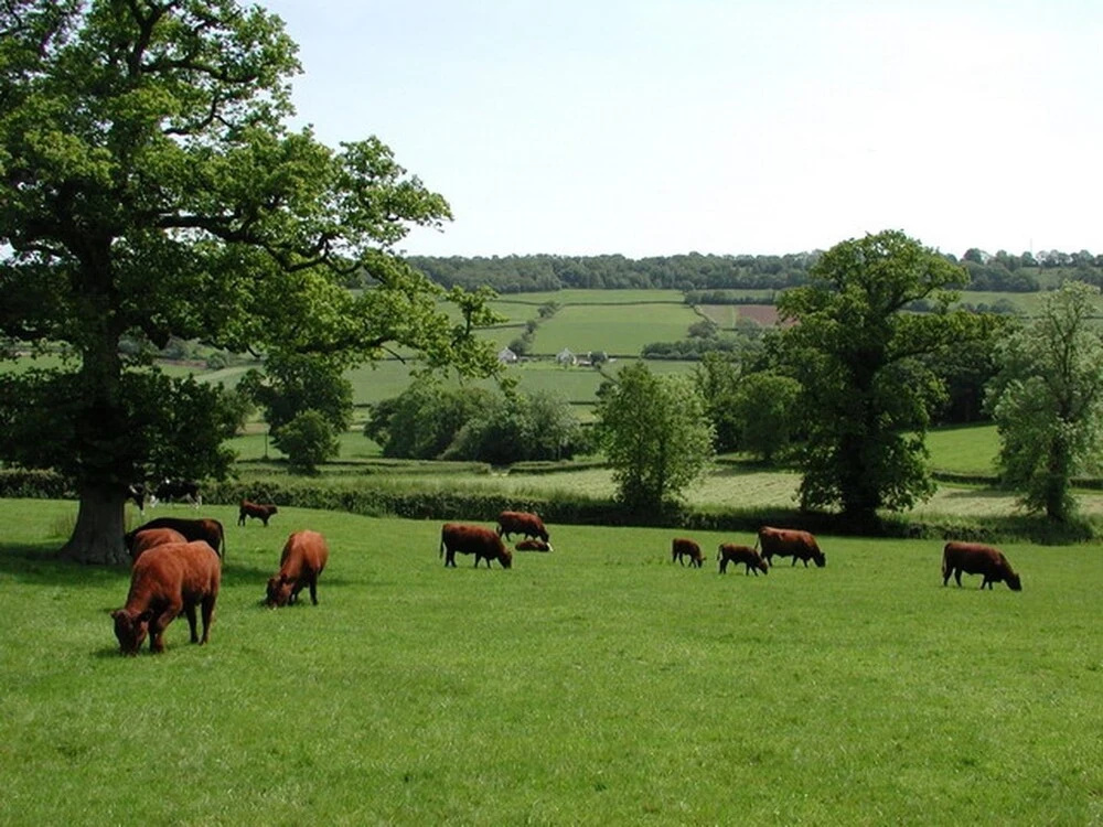 Whitcombe Cottage