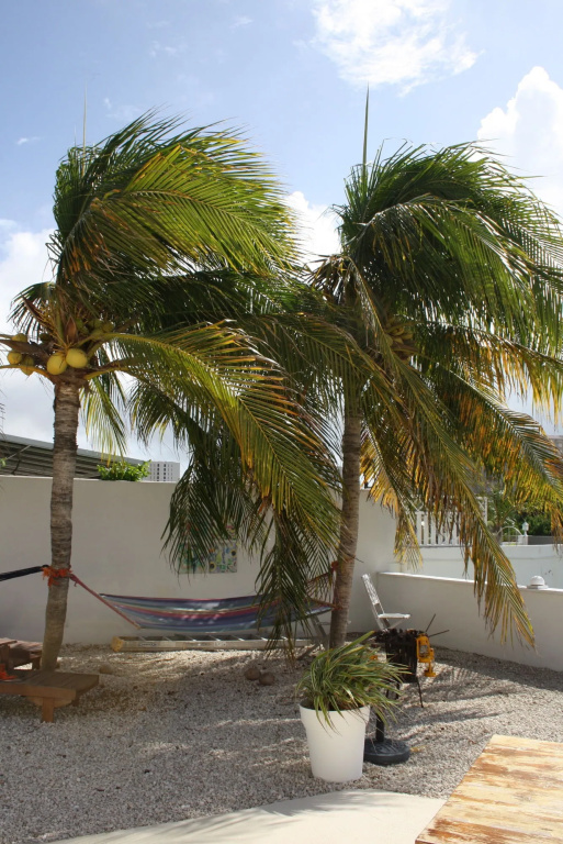Karibu Aruba Boutique Hotel