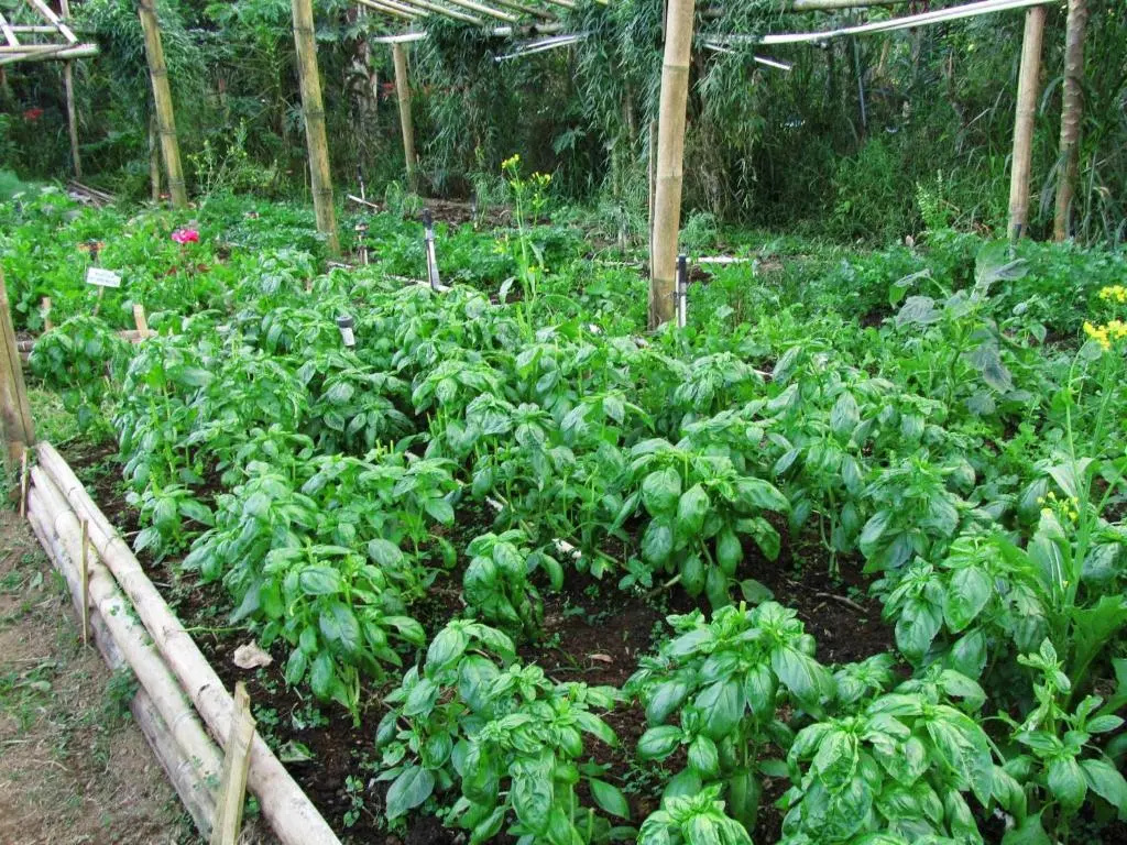 Bali Eco Village
