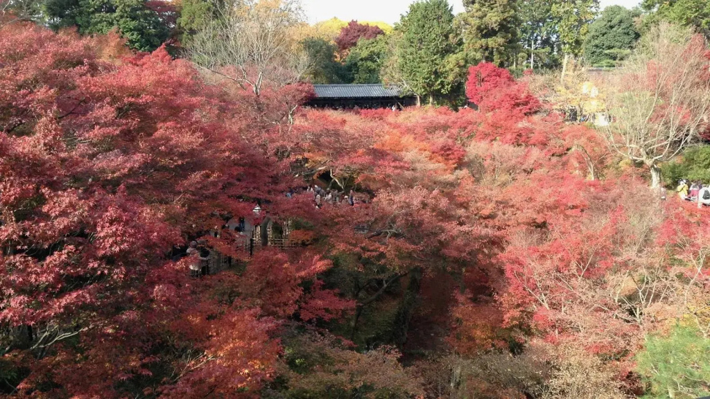 Tsumugi Inarisandomae