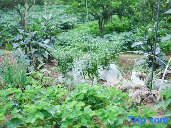Moyin Yishe Inn, Pingle Ancient Town