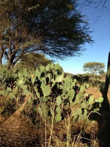 Tree House Namibia