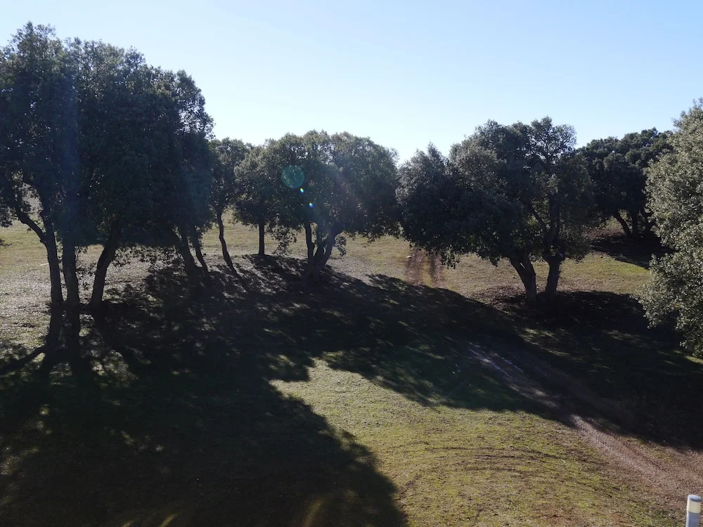 El Pinar de la Lobera