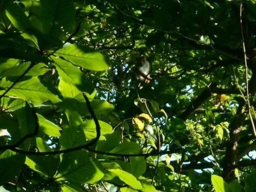 Seasons Four Jungle Treehouse