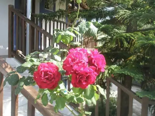 Diomas Studios