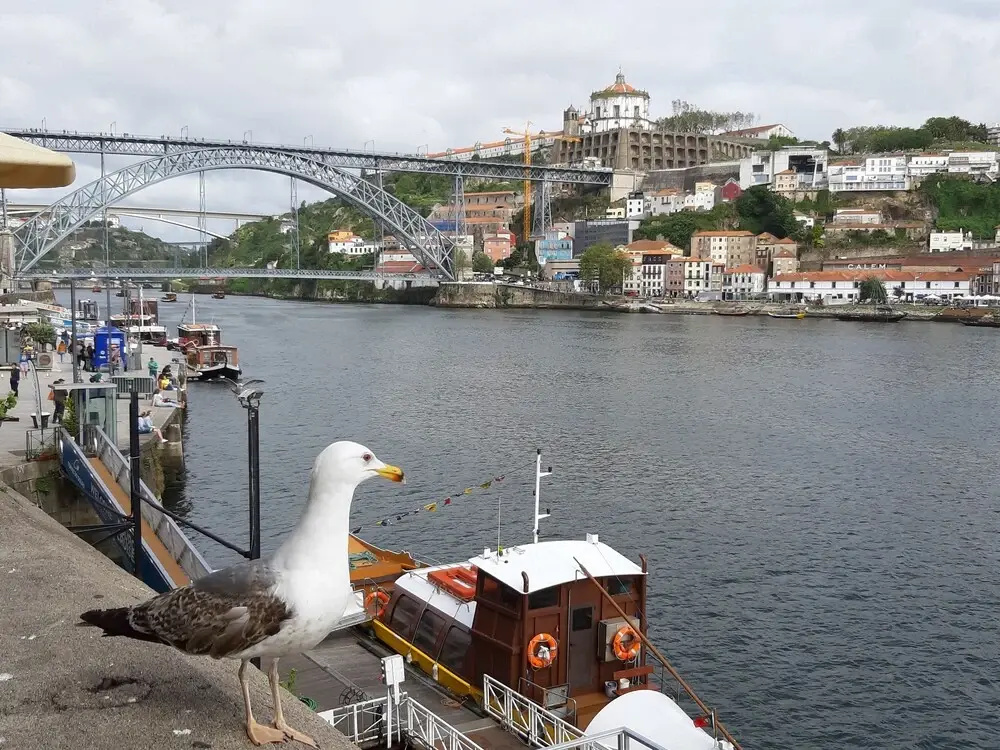 RIBEIRA OPORTO APARTMENT (NEW)