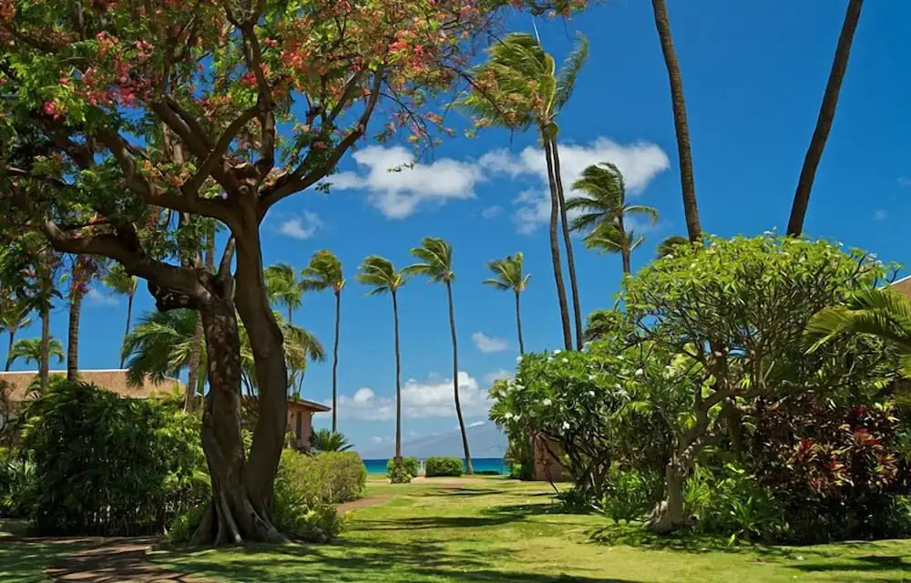 Maui Sands 6E by RedAwning