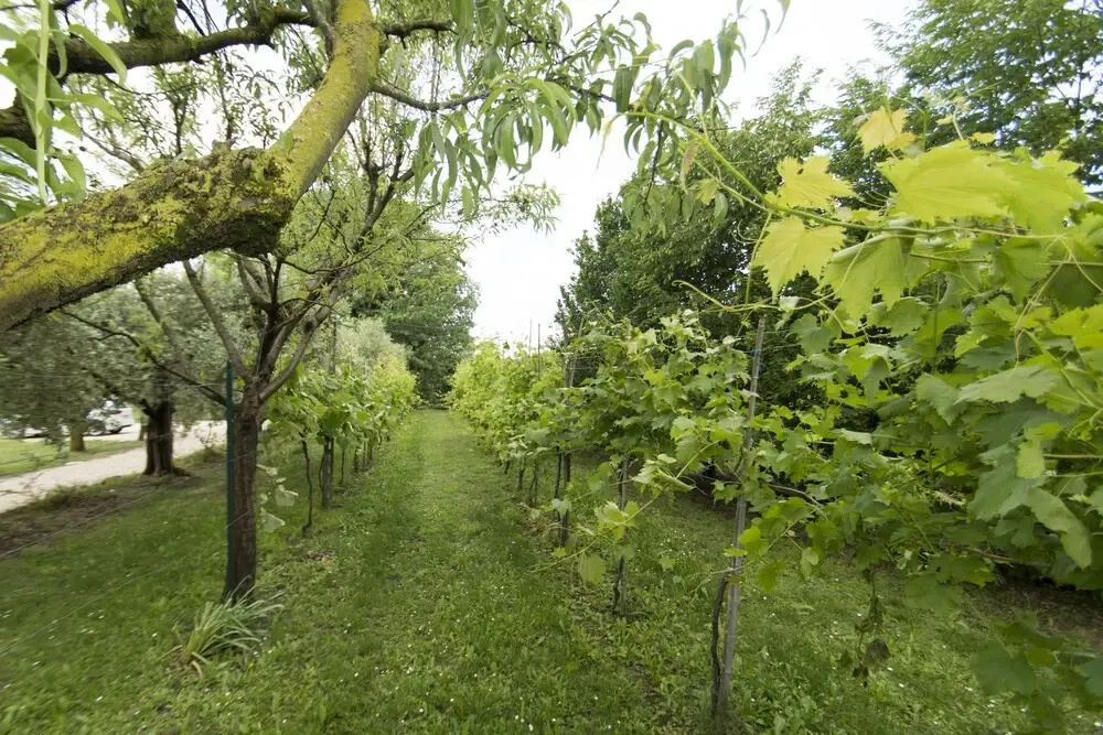 Tenuta EnGi