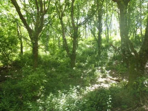 Blackberry Hill Farm