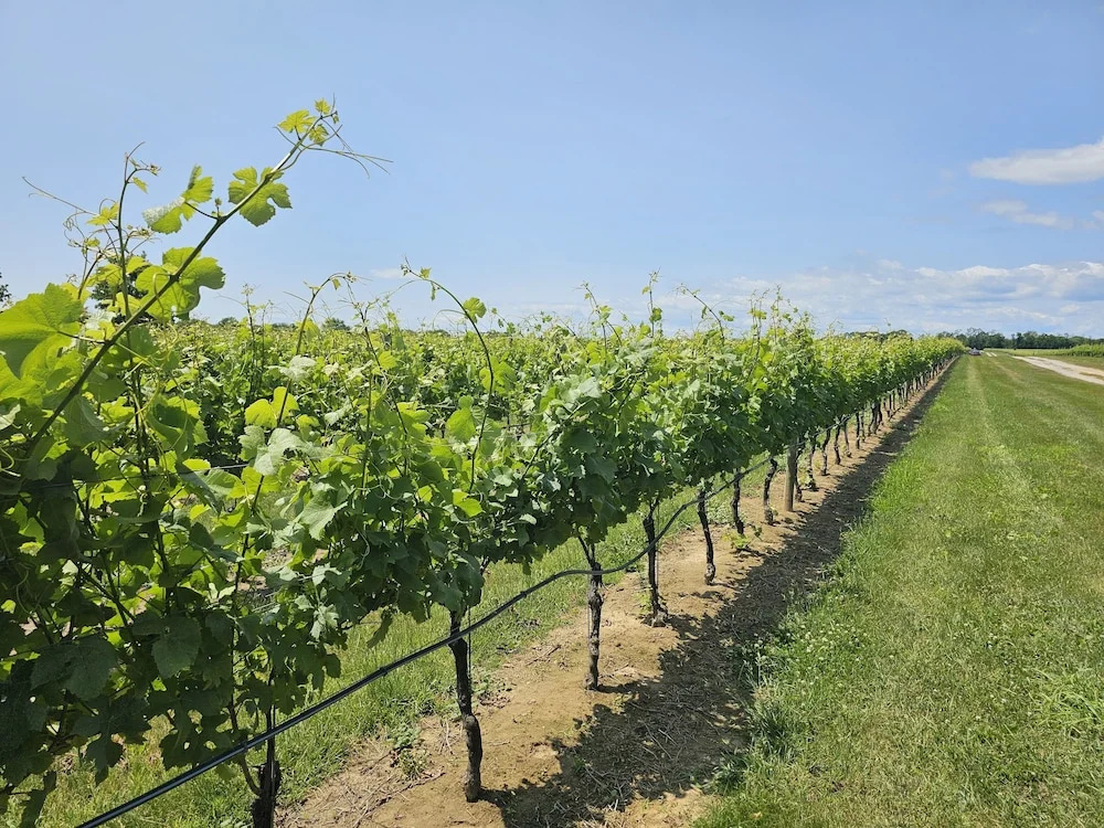 Vine & Sand--Southold NY\s Newest B&B