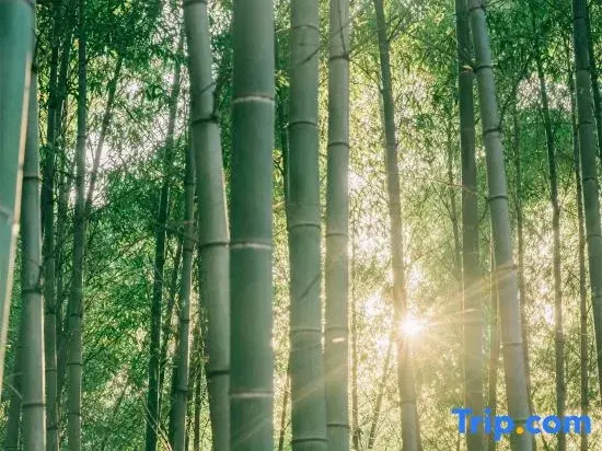 Misty Yunshan Villa · Private Hot Spring & Creek Inn (Anji Canyon Rafting)