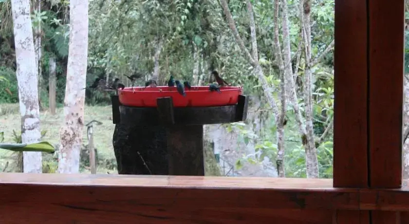 Umbrellabird Lodge- Reserva Buenaventura