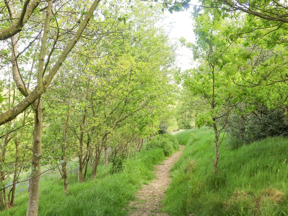 Rowan Bank, Jacobs Wood