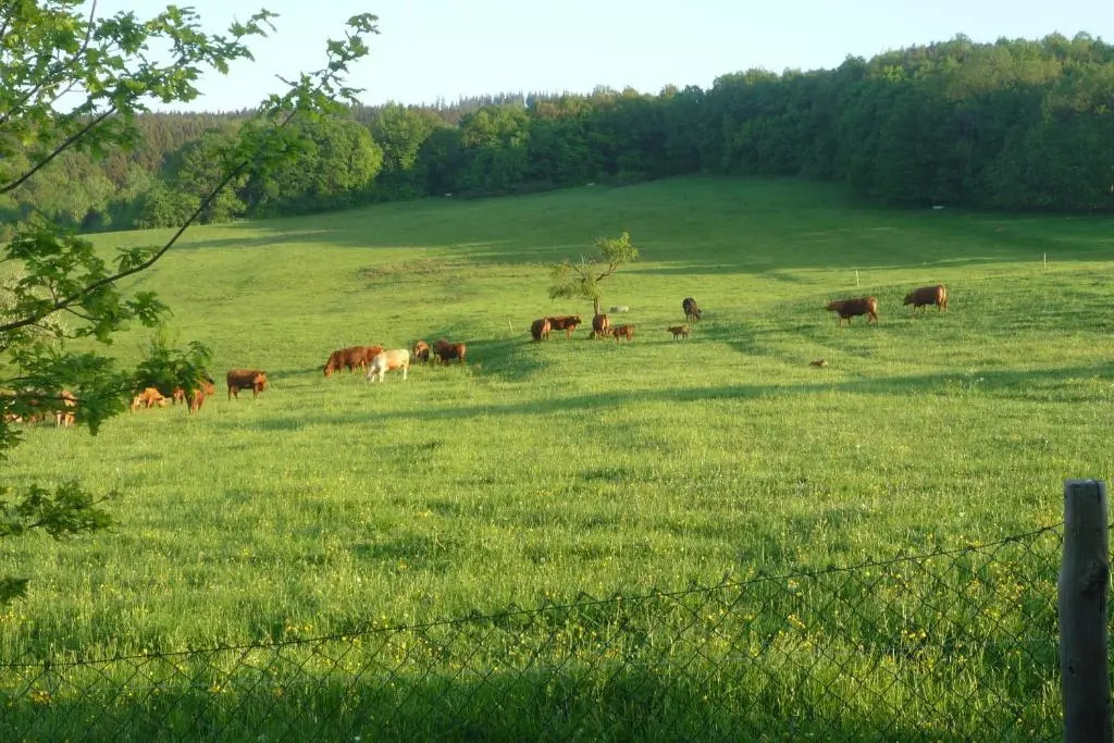 Waldblick
