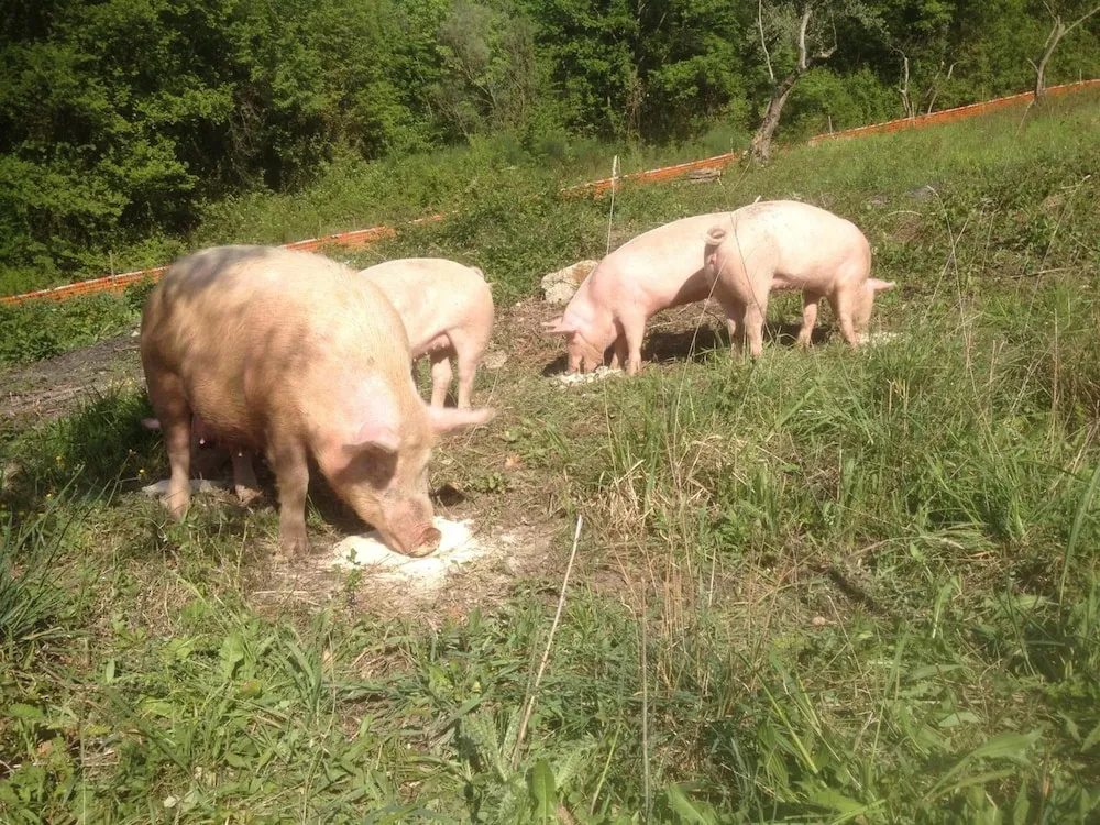 Agriturismo Il Gelso Nero
