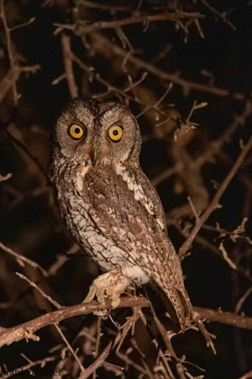 Simbavati Amani