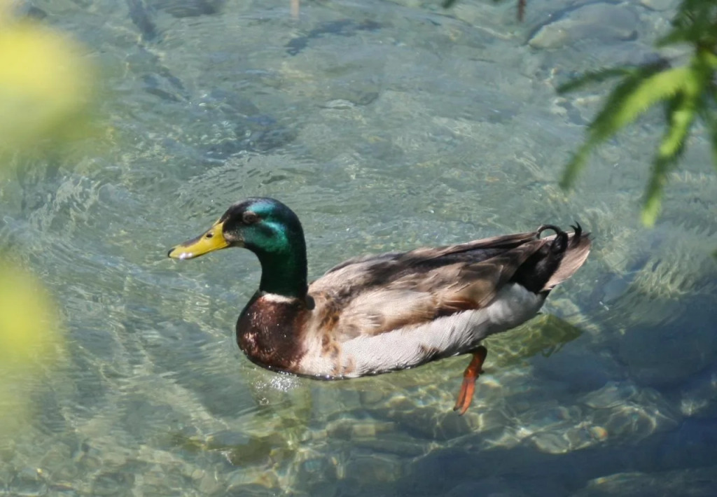 Beauty Spring and Harvest B and B