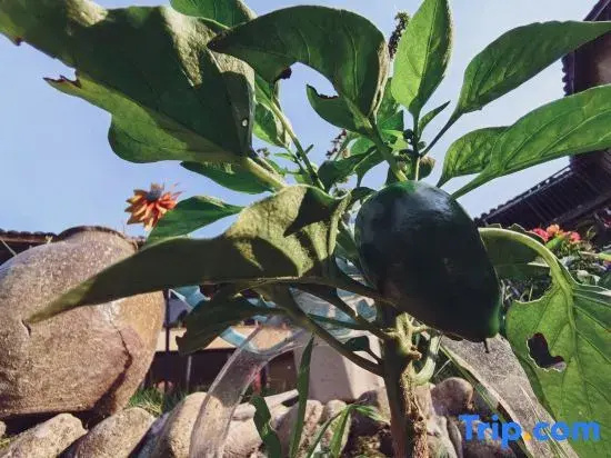 Huamanli · Zen Healing Homestay (Yunhe Terrace Scenic Area)