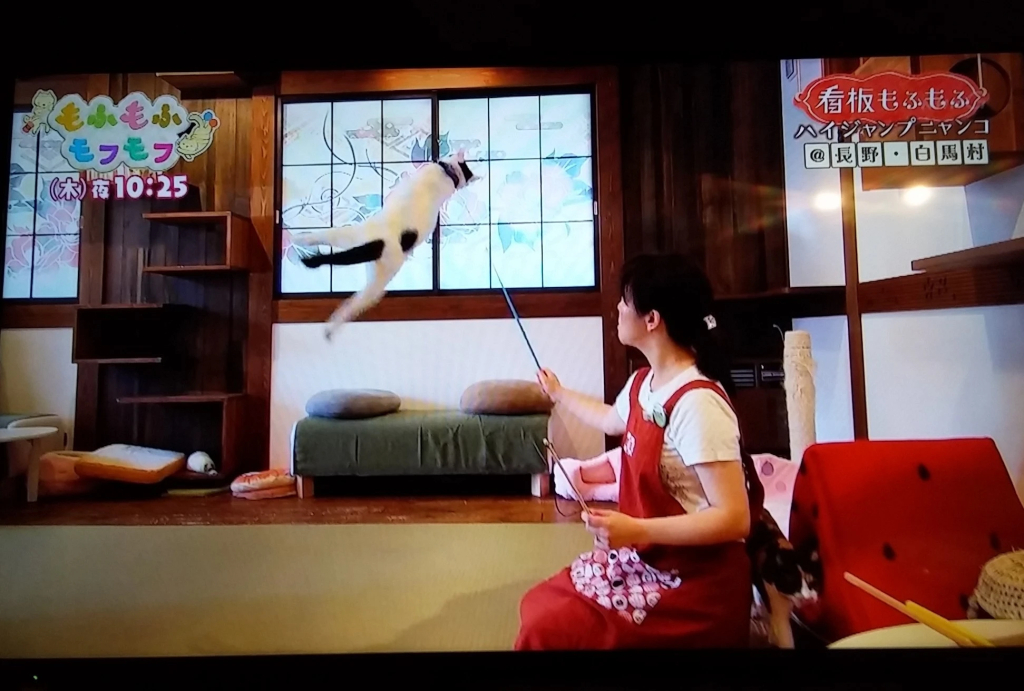 Hakuba Ryokan MINAMIYA & Cat Cafe MINAMIYA