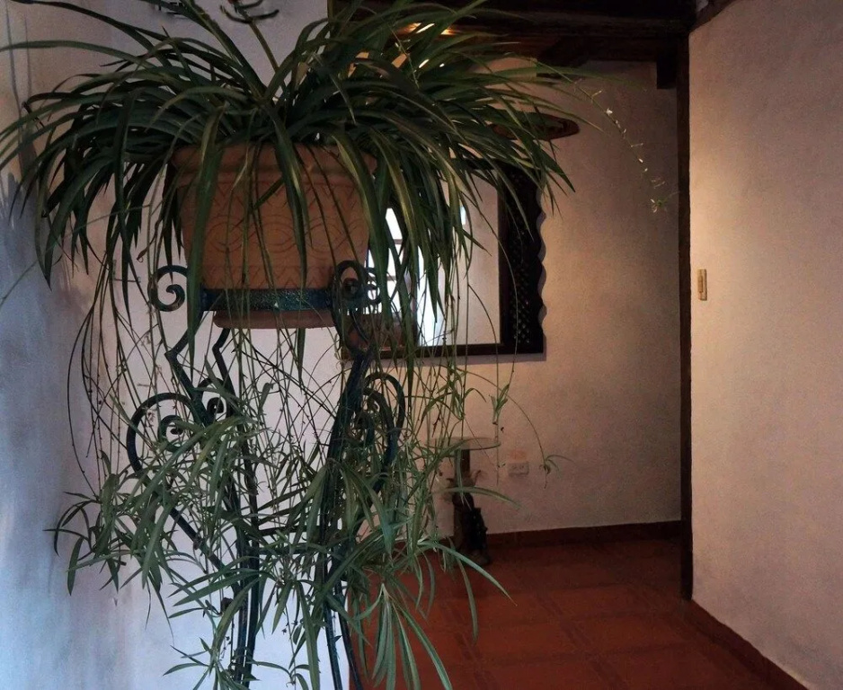 Hotel Bambú